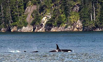 Seward Alaska Orca Whales
