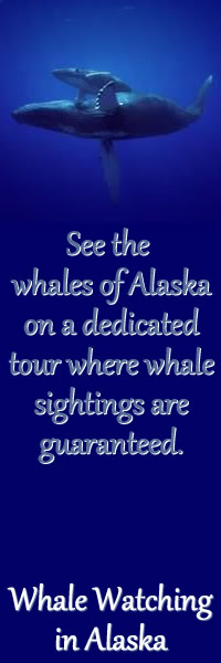 Whale Watching in Alaska.