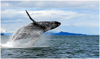 Where and when to see Humpback whales in Alaska.